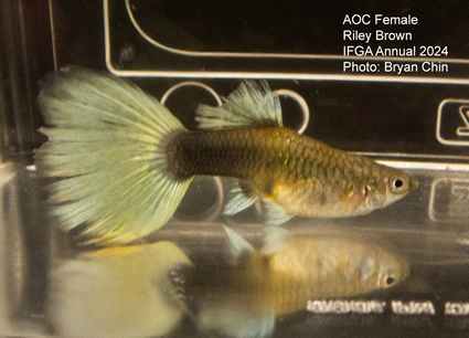 Female guppy aoc